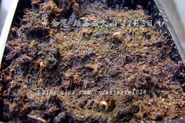 2012-1203(010)������ ά������ɽ.jpg