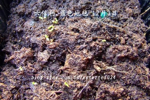 2012-1203(020)����� ��ɫ��̺.jpg