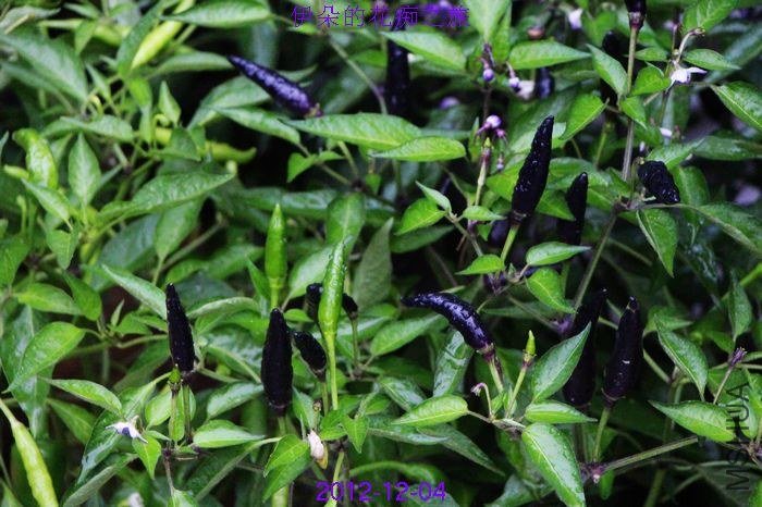 nEO_IMG_��Ƭ 065.jpg