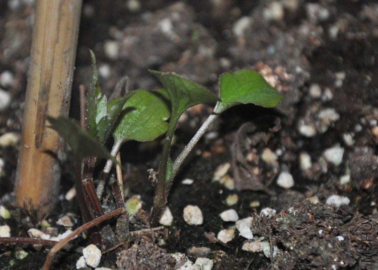 12.2���û���