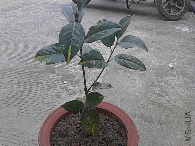 IMG_20121206_105827.jpg