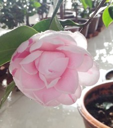 IMG_3985.JPG
