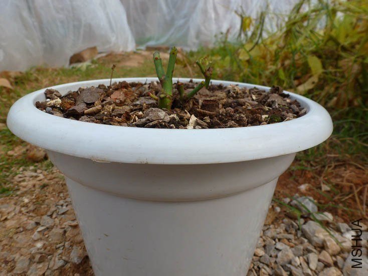 P1020641.jpg