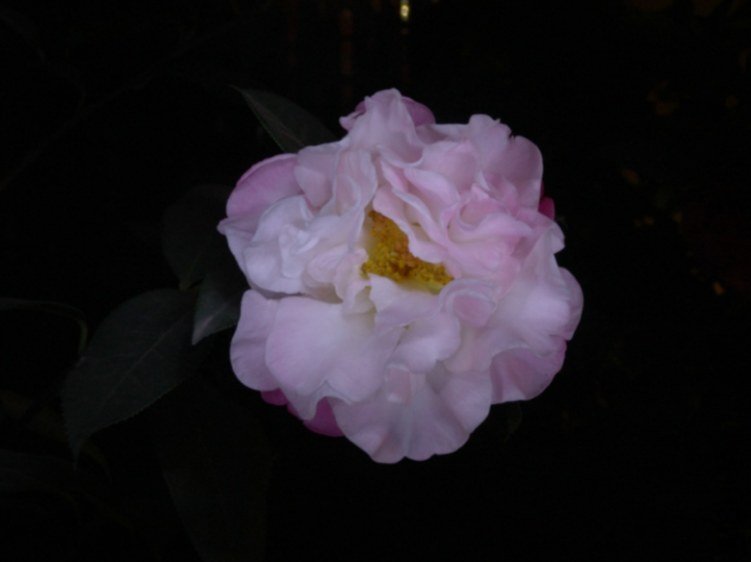 DSC04450.JPG