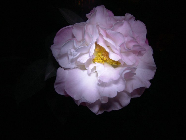 DSC04459.JPG