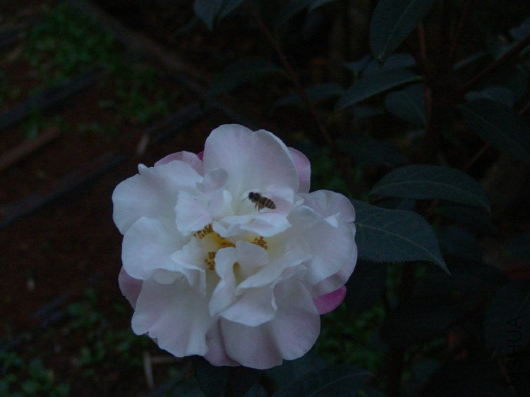 DSC04084.JPG