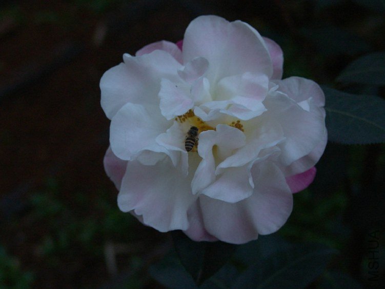 DSC04085.JPG