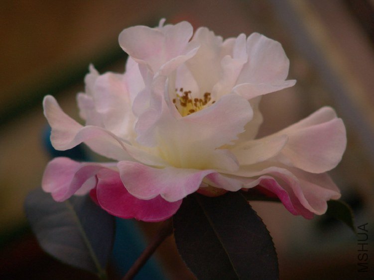 DSC04089.JPG