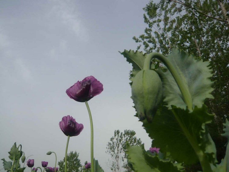 P1080370.JPG
