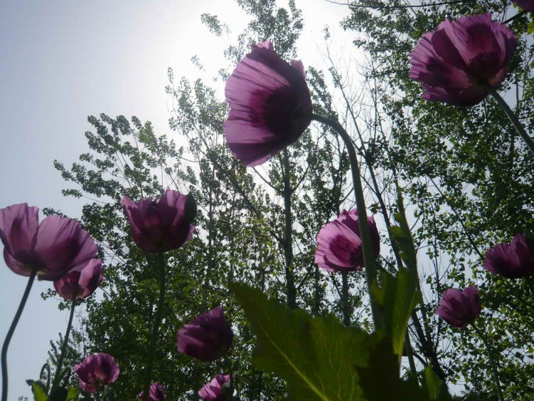 P1080398.JPG