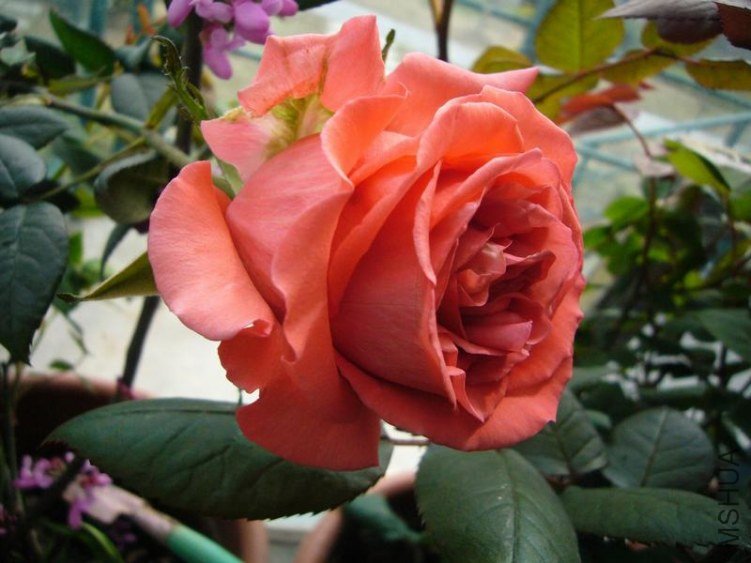 P1030511-rose3.JPG