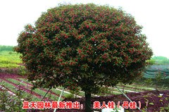 a504f325bc315c60a8790f0c8db1cb134b54775b_����.jpg