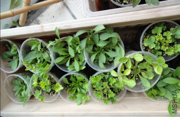 ��ţ����ʹ֮��