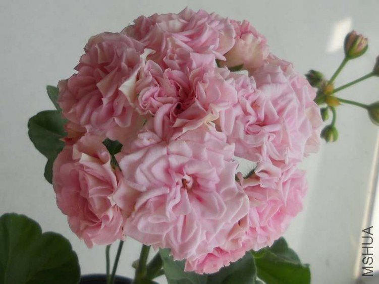 RSCN5341.JPG