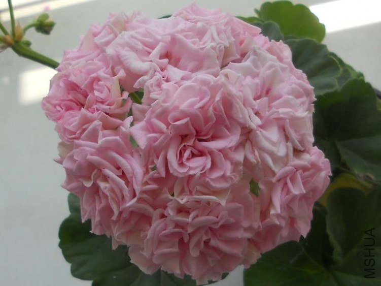 RSCN5356.JPG