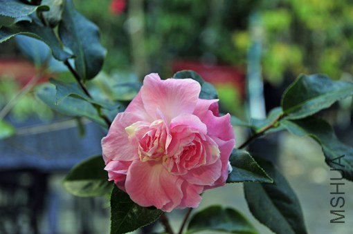_DSC8077_SS.jpg