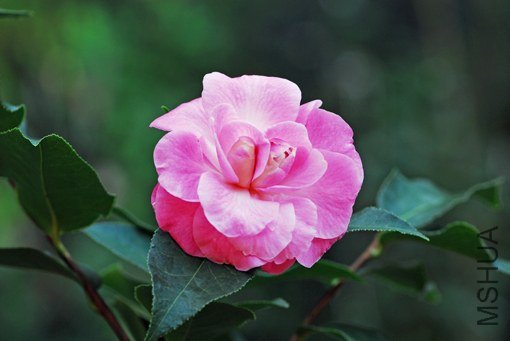 DSC_0019_SS.jpg