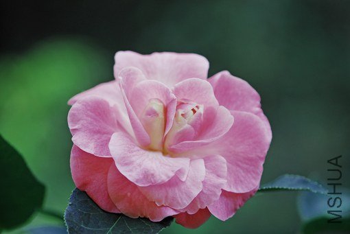 DSC_0020_SS.jpg