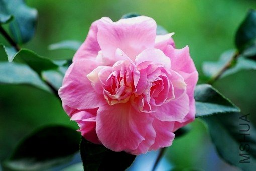DSC_0007_SS.jpg