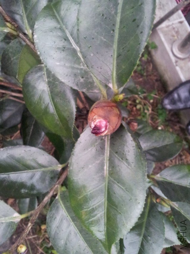 20121209_165209.jpg