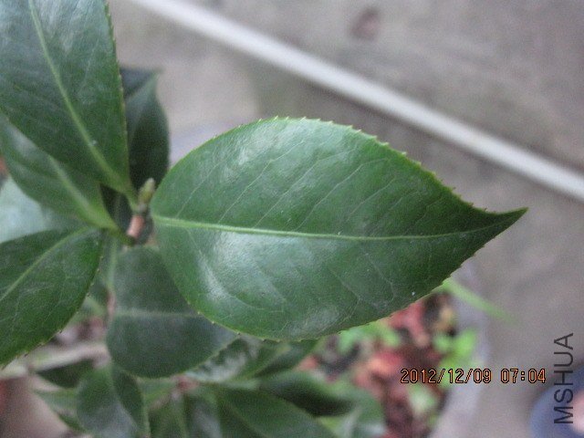 IMG_3855.jpg