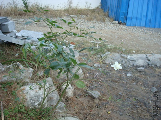 DSC06062.JPG