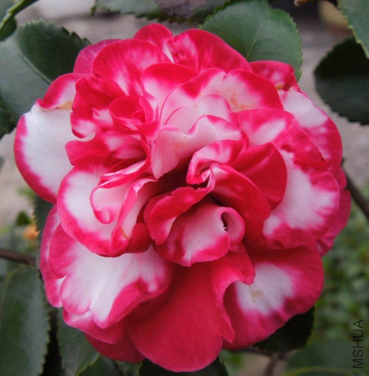 ������С DSCN3840-2.jpg