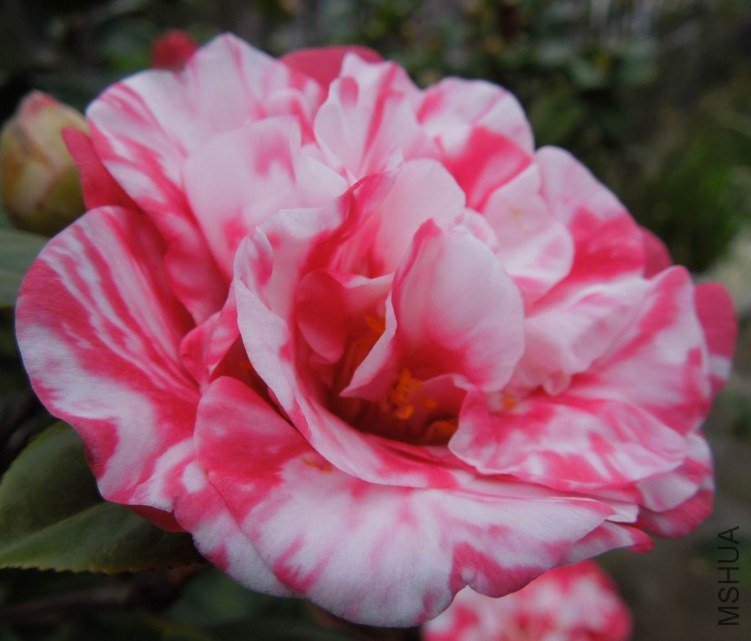 ������С DSCN3846-2.jpg