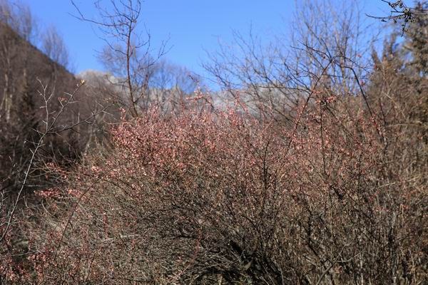 �����йȵڶ��� (11).JPG