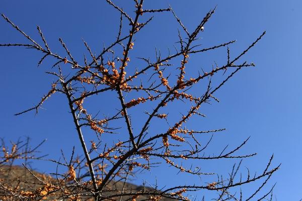 �����йȵڶ��� (17).JPG