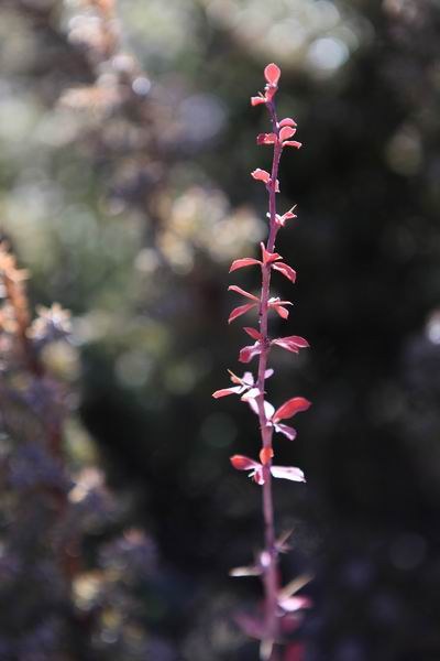 �����йȵڶ��� (22).JPG