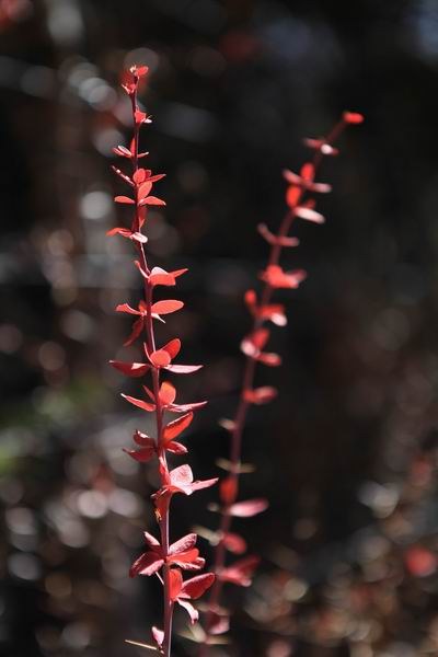 �����йȵڶ��� (23).JPG