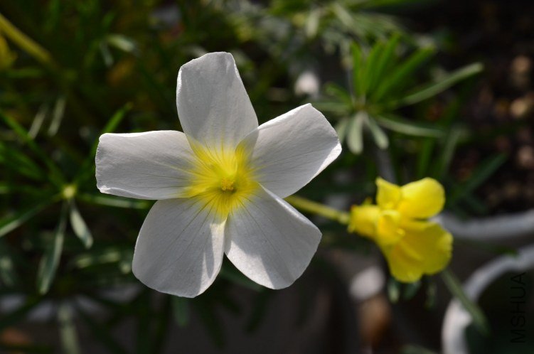 DSC_0071.JPG
