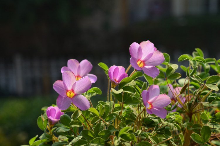 DSC_0081.JPG