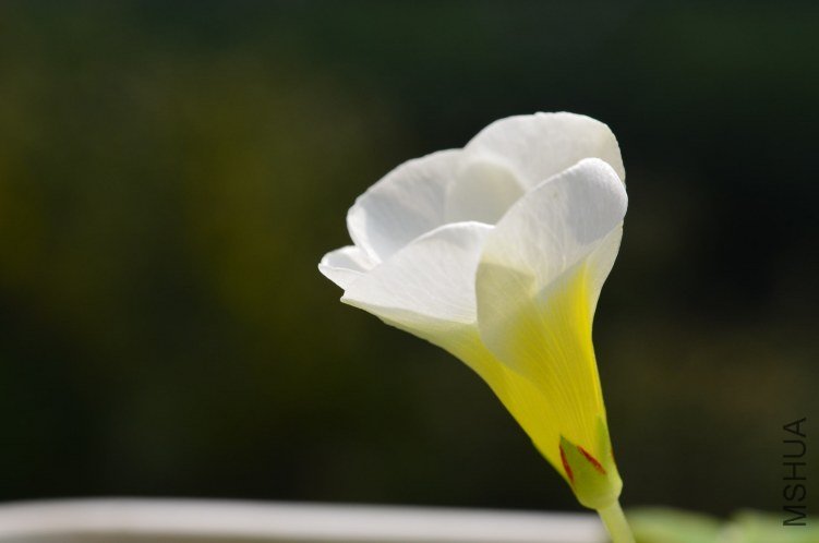 DSC_0100.JPG