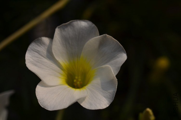 DSC_0127.JPG