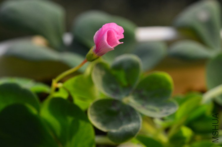 DSC_0129.JPG