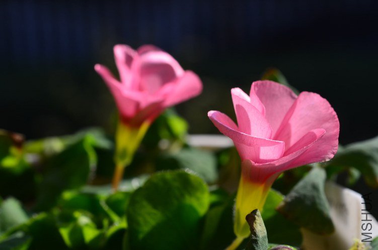 DSC_0143.JPG