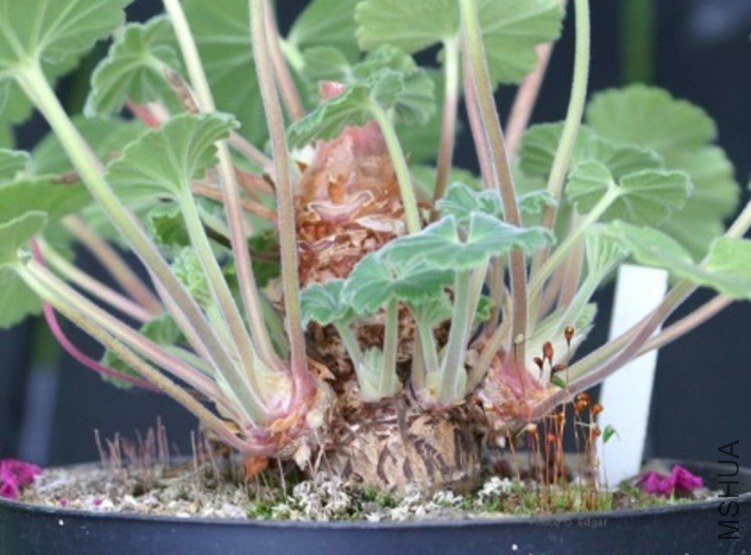 Pelargonium bulb.jpg
