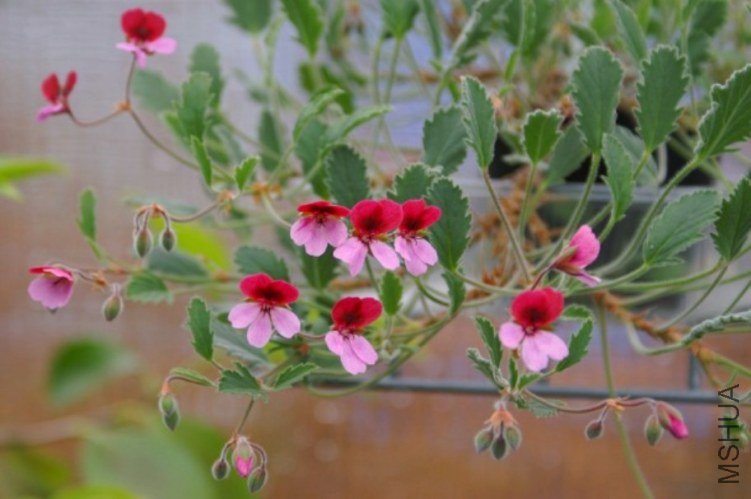 Pelargonium hybrid.jpg