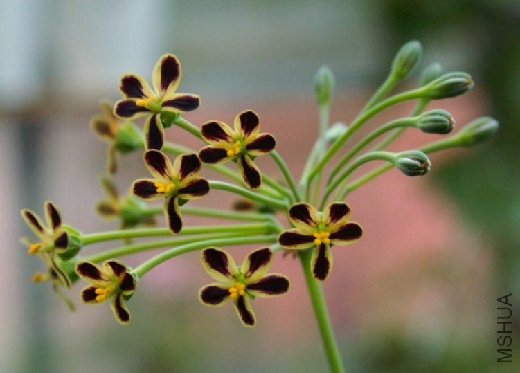 Pelargonium multiradiatum 1.jpg