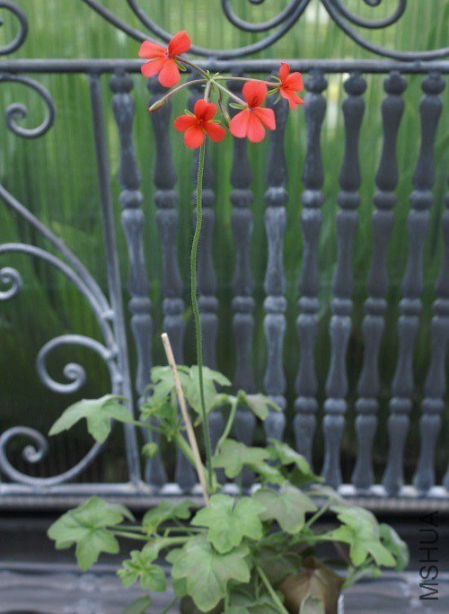 Pelargonium tongaense.jpg
