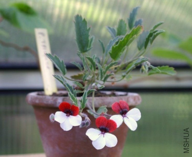Pelargonium tricolor.jpg