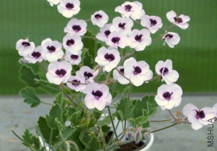 Pelargonium tricolor white.jpg