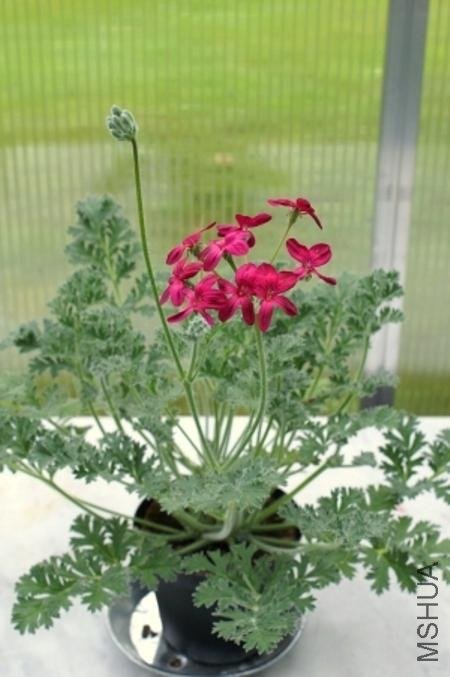 Pelargonium schottii.jpg