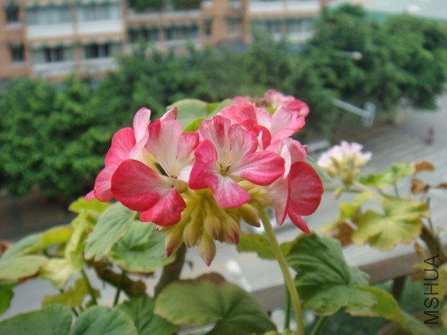 DSC00184.JPG