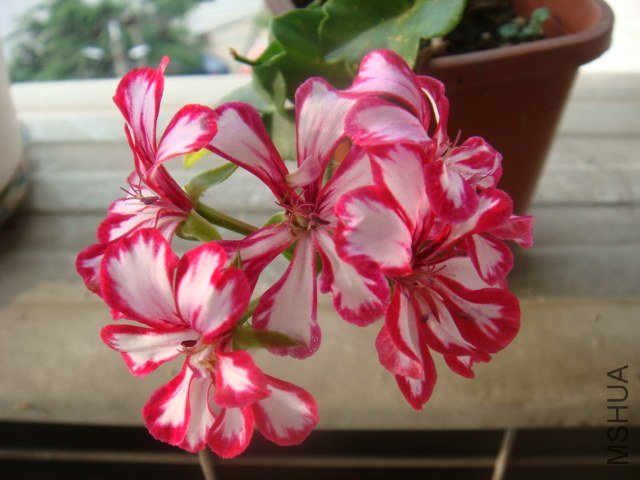 DSC00186.JPG