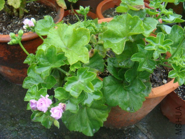 DSC00203.JPG