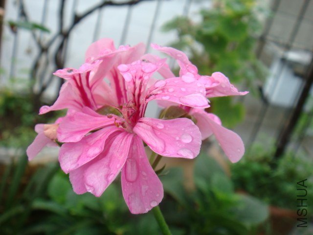 DSC00207.JPG