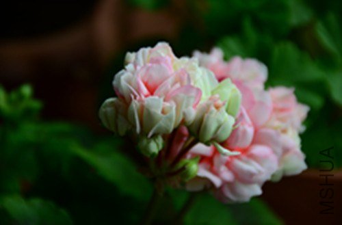 ��Ƭ 1136_����.jpg